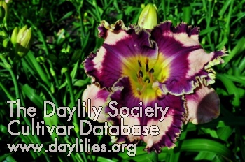 Daylily Fantasy Fringe